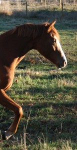 Rille IMG_7986